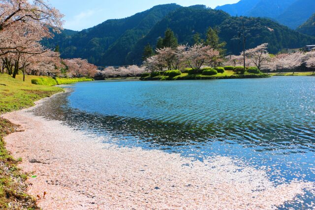 川を流れる桜