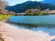 川を流れる桜