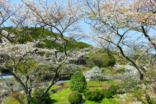 桜の東紀州