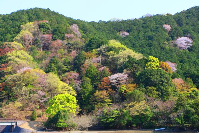 春の山