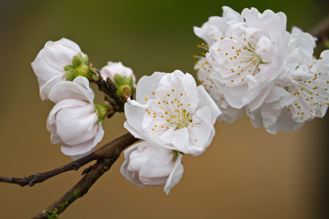 花桃