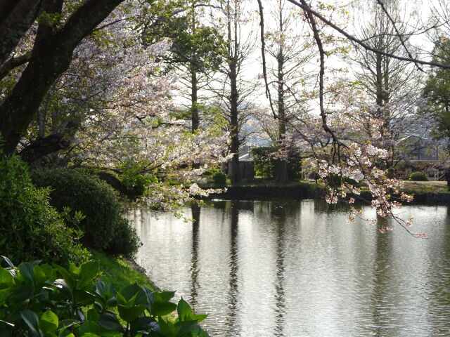 春の小城公園で