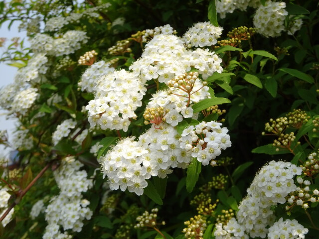 清楚に咲いている春の花