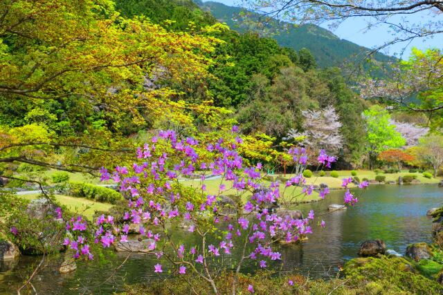 桜と新緑