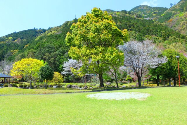 桜と新緑