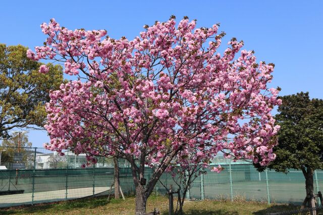 公園に咲く八重桜