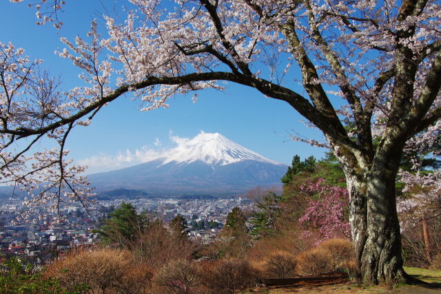 孝徳公園からの富士山