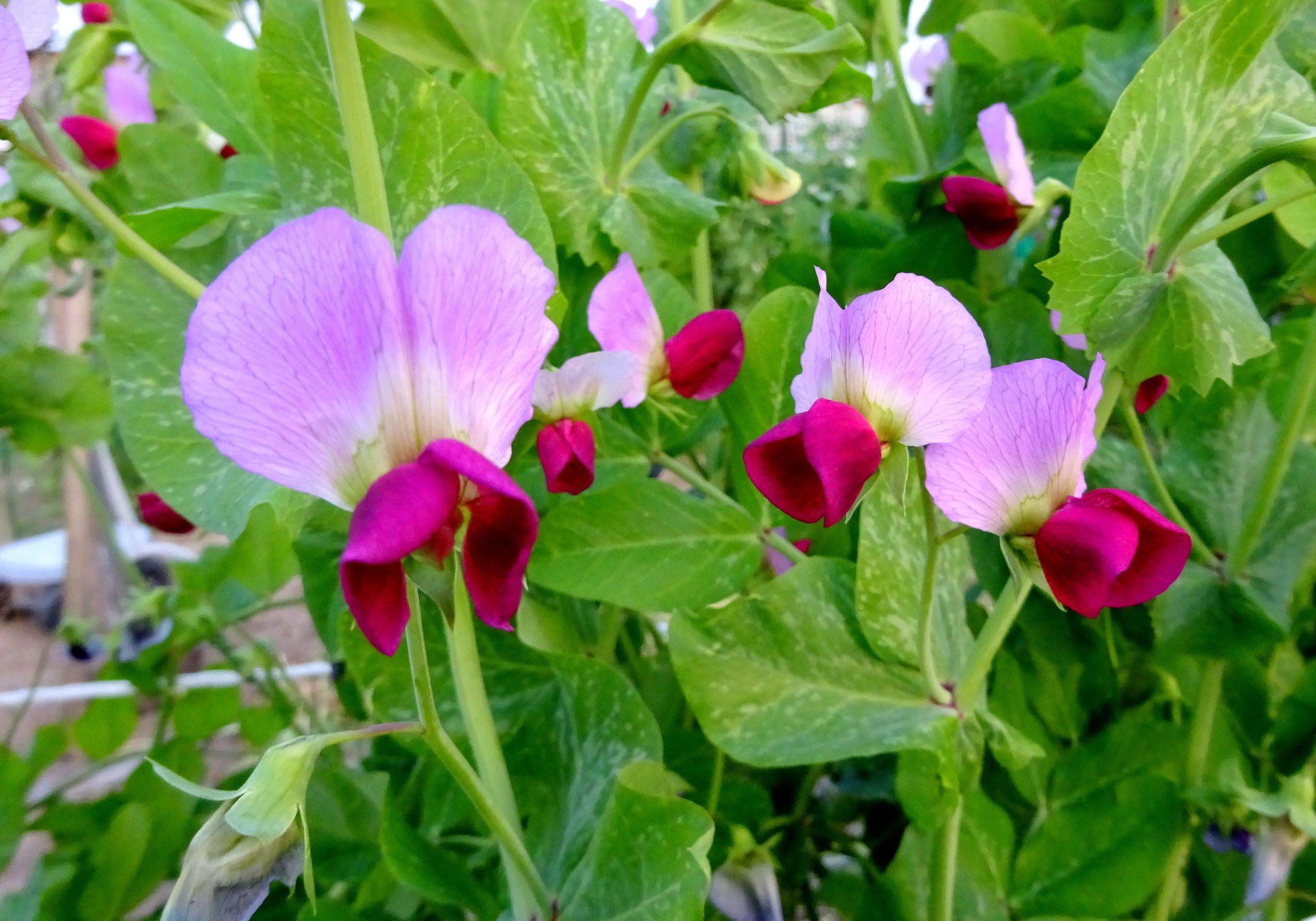 花 植物 エンドウ豆の花 壁紙19x1344 壁紙館