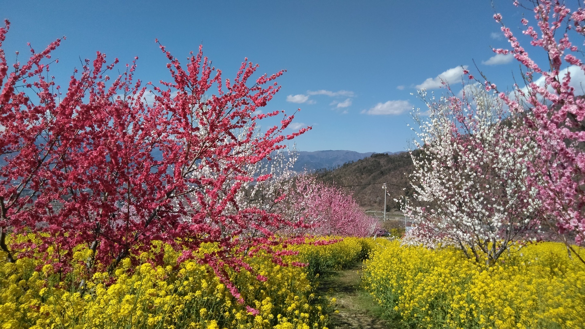 日本の風景 菜の花畑 壁紙19x1080 壁紙館