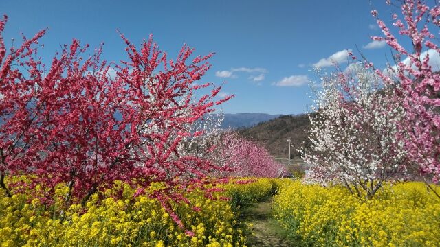 菜の花畑