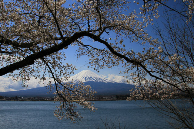 桜&富士山