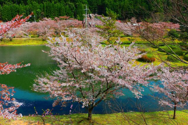 桜の下北山村