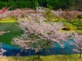 桜の下北山村