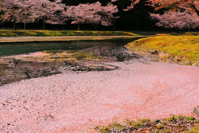 川の中に咲く桜