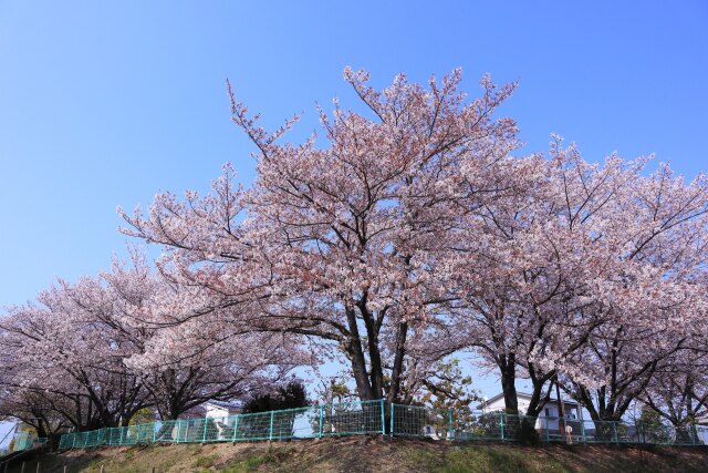 最後の公園の桜