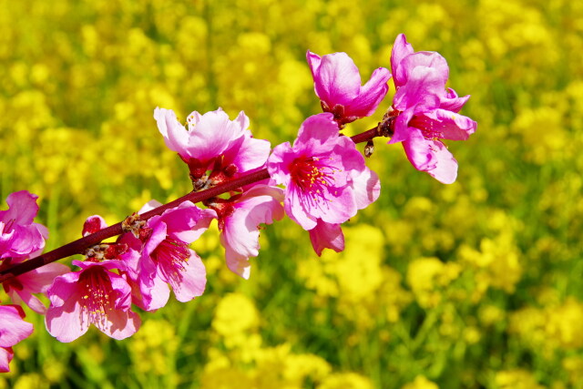 桃の花