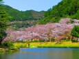 桜の下北山村