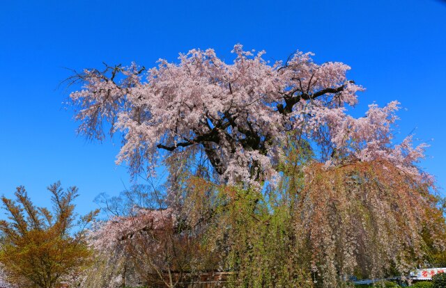 桜の丸山公園