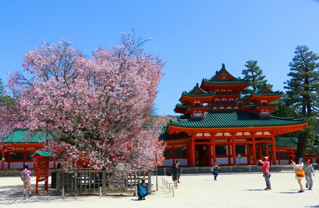 桜の平安神宮