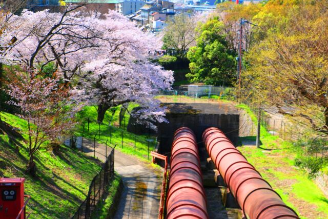 桜の蹴上インクライン