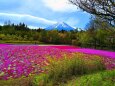 本栖湖芝桜と富士山