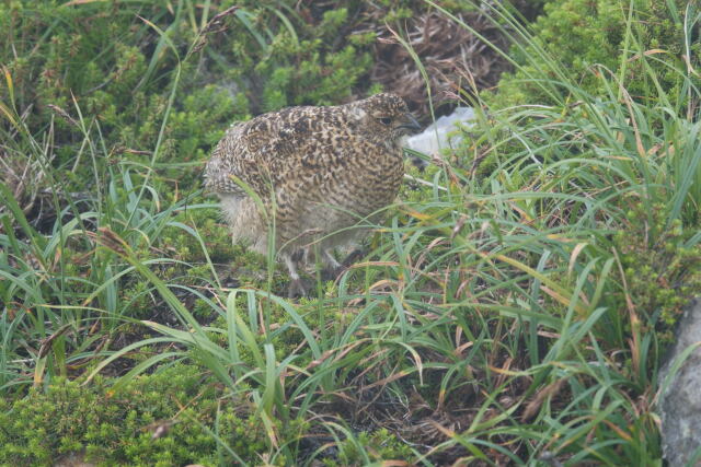 継子岳のチビ雷鳥