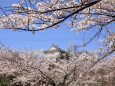 桜の中のお城