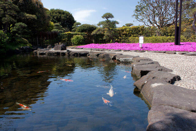 芝桜咲く鯉の池