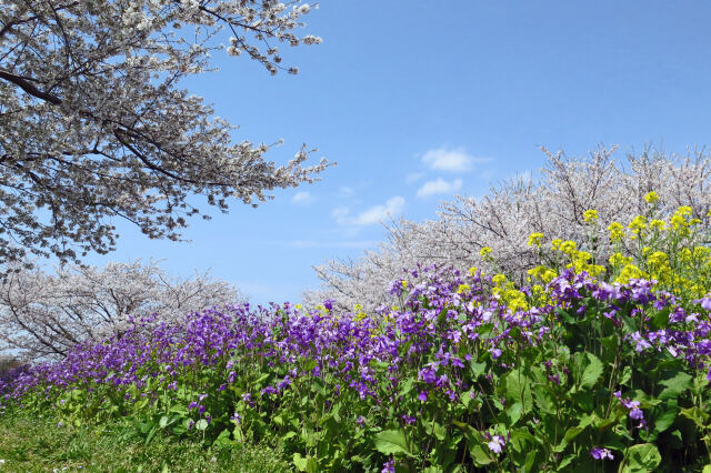 さくらの山公園の桜