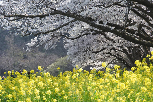 桜 サクラ24 菜の花と