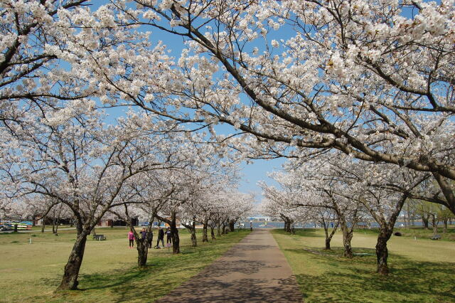 桜の木の下の休日 2020年