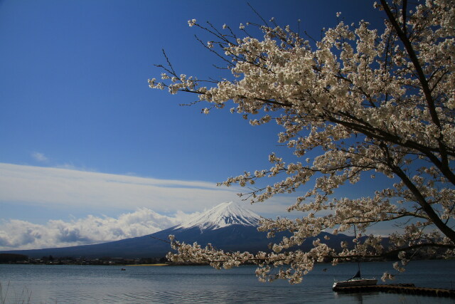 桜に富士山