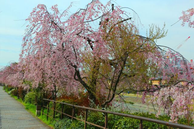 桜の祇園