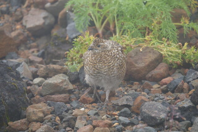 継子岳のチビ雷鳥2