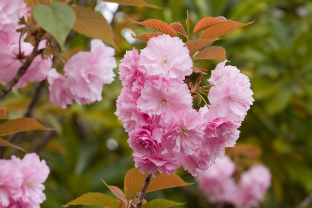 八重の桜