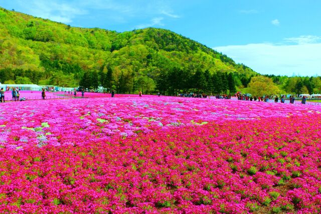 本栖湖芝桜