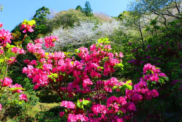 オンツツジと桜