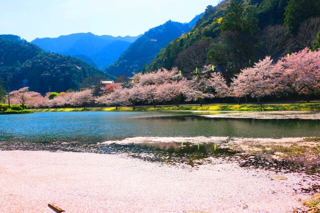 桜の下北山村