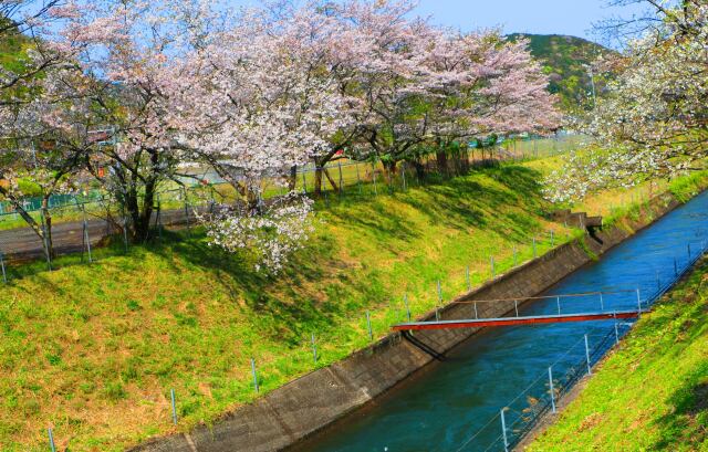 桜の東紀州