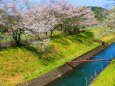 桜の東紀州