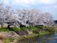 久々利川の桜