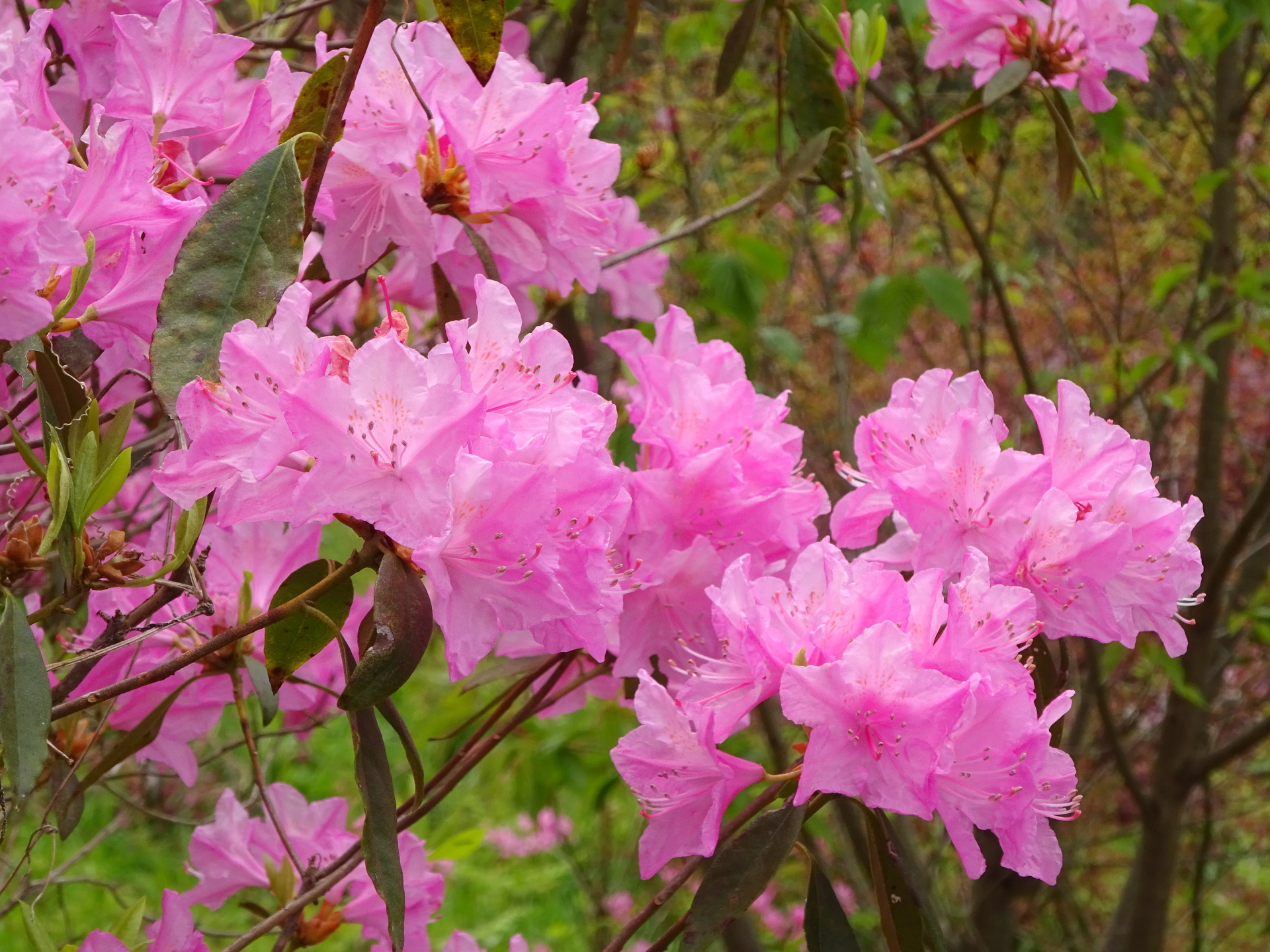 花 植物 淡い春のいろどり 壁紙19x1440 壁紙館