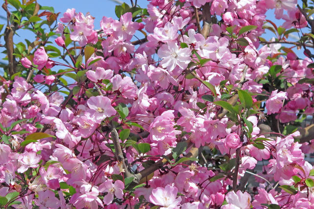 満開の花海棠