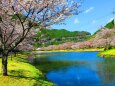 桜の下北山村