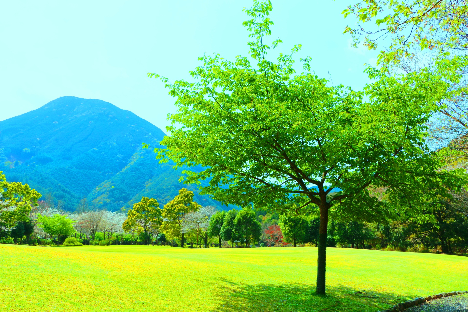 日本の風景 桜と新緑 壁紙19x1280 壁紙館