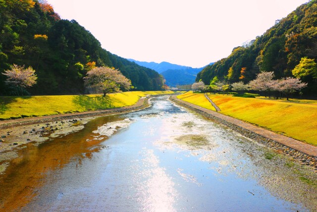 桜の東紀州