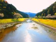 桜の東紀州