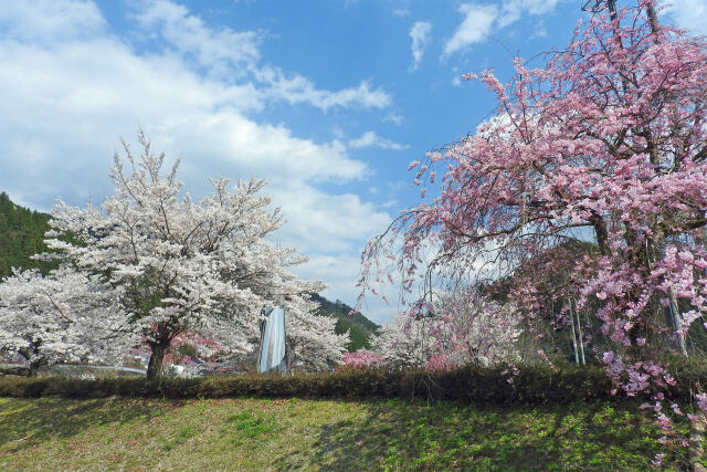 桜 サクラ27