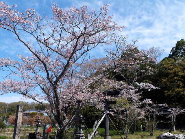 八幡神社の桜