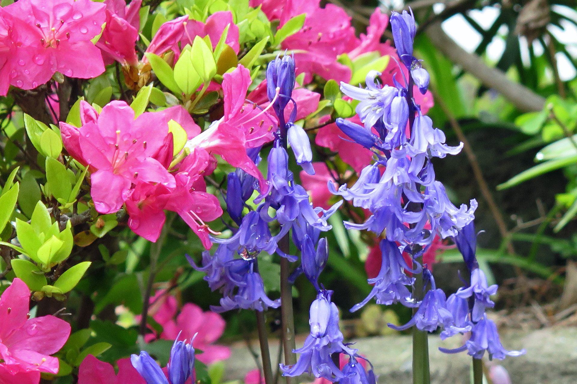 花 植物 ツリガネスイセン 壁紙19x1279 壁紙館